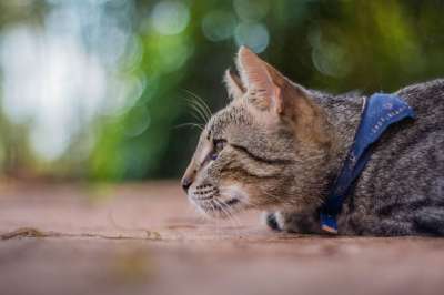 猫 猫科动物 纹理 动物 吉祥物 小猫咪 老虎 皮肤 可爱