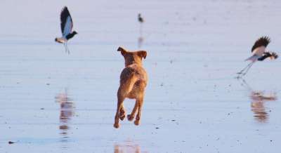 狗 打猎 鸟类 海滩 海 跑步 抓 迅速地