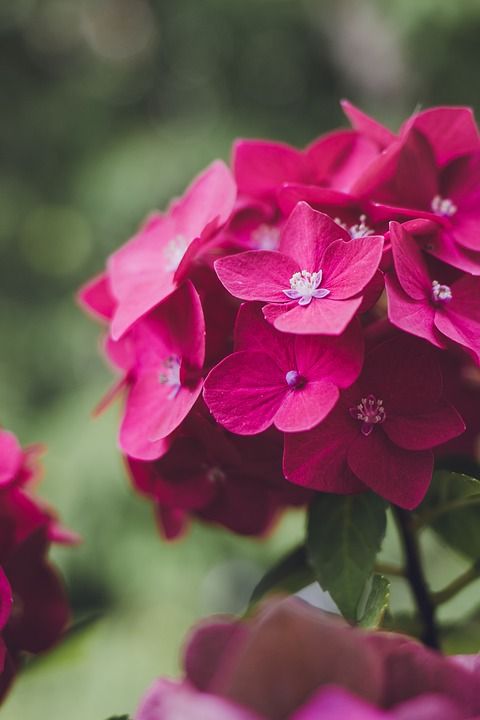花 绣球花 植物 开花 自然 花瓣 花园 品红 粉色的 植物群
