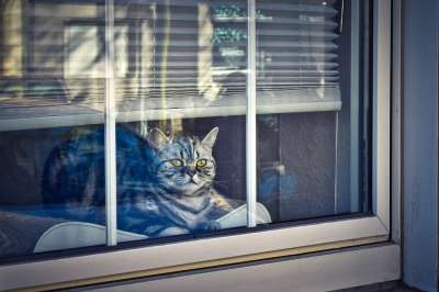 猫 动物 家畜 肖像 家猫 野生动物 好奇的 可爱的 驯化