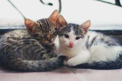 小猫 猫 动物 房子 宠物