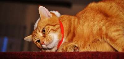 猫 宿醉 红色的 可爱的 鲭鱼 老虎 舒适 动物 家猫 毛皮