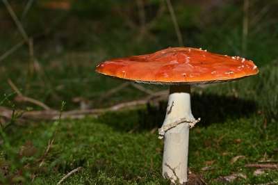 飞木耳 蘑菇 野生蘑菇 菌 孢子 海绵 真菌学 林地 森林地面