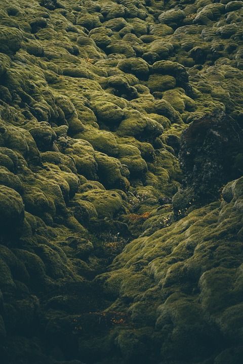 冰岛 苔藓 植物 自然