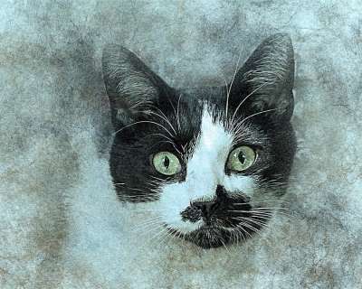 猫 宠物 艺术 抽象 优质的 动物 基蒂 艺术的 设计 肖像