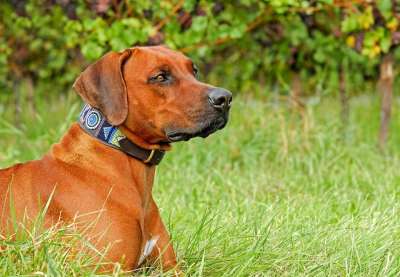 罗得西亚脊背犬 狗 纯种狗 大 母狗 迷人的 可爱的 忠于 朋友