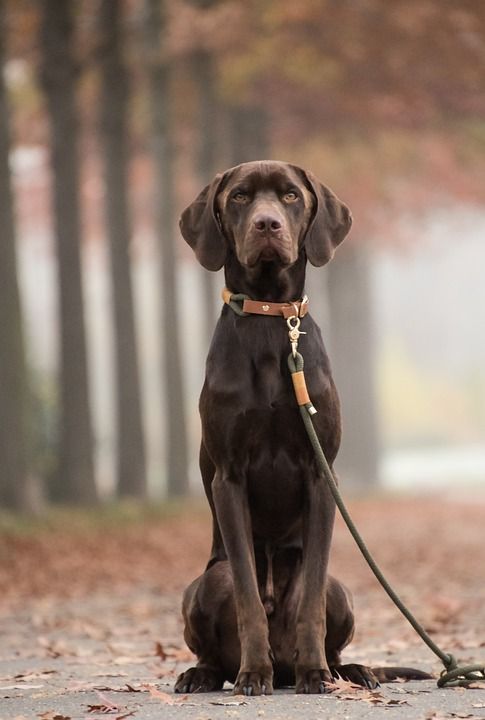 狗 动物 拉布拉多犬 实验室 宠物 家犬 犬类 哺乳动物 肖像