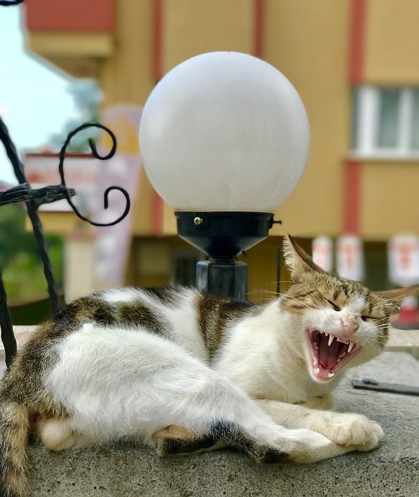 猫 动物 宠物 可爱的 狮子 野猫