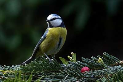 鸟 山雀 蓝雀 Cyanistes 翅鸢 觅食 花园