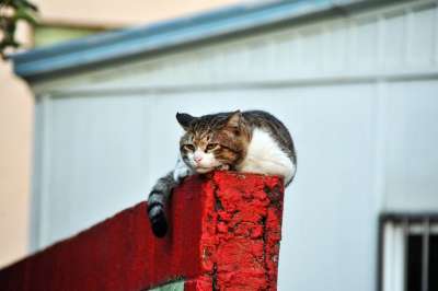 猫 动物 毛皮 老虎 危险 猫和 可爱的 狮子 山猫 墙
