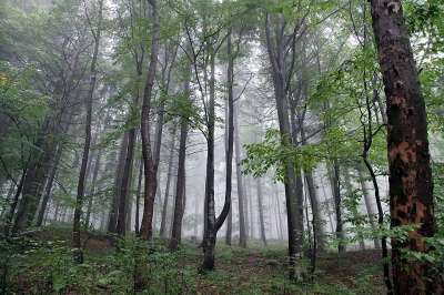 树木 森林 多雾路段 坡 山 蕨类 云杉 松树 气候 神秘