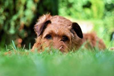 狗 爱尔兰梗 花园 草地 家畜 动物 梗犬 草 最喜欢的地方