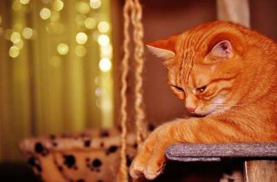 猫 宿醉 红色的 乐趣 可爱的 鲭鱼 老虎 舒适 动物 家猫