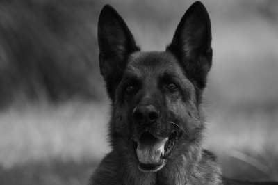 德国牧羊犬 狗 宠物 黑和白 动物 犬类 国内的 肖像 看