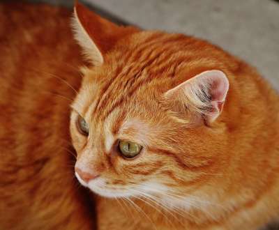 猫 宿醉 红色的 可爱的 鲭鱼 老虎 舒适 动物 家猫 毛皮