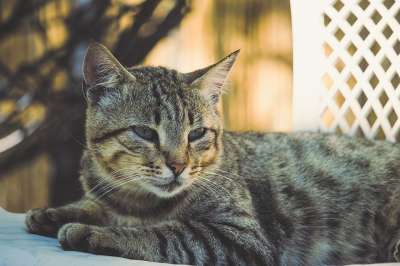 猫咪 老虎 捕食者 毛皮 动物 猫 动物医院 哺乳动物 肉食的