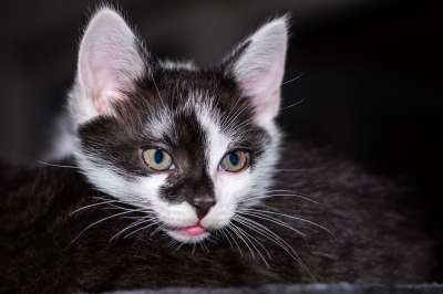 小猫 猫宝宝 年轻的猫 猫 偎 可爱的 动物 猫家族 幼兽