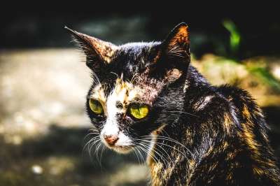 猫 动物 宠物 自然 老虎 猫科动物 野猫 危险的 眼睛