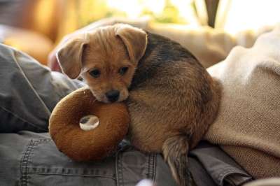 梗犬 狗 宠物 动物 犬类 年轻 可爱的 小狗 玩具 小的