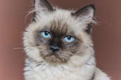 猫 小猫 宠物 男孩 动物 布娃娃 最喜欢的 布朗 可爱 曲奇