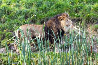 狮子 动物园 非洲 捕食者 动物 大猫 野生动物 苹果浏览器