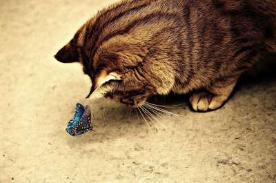 猫 宿醉 棕褐色 可爱的 鲭鱼 老虎 舒适 动物 家猫 毛皮