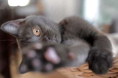 小猫 俏皮的 可爱的 猫 猫脸 幼兽 小的 猫眼 家猫