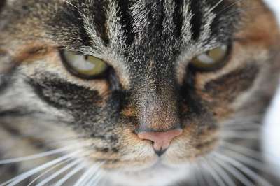 猫 动物 猫脸 猫眼 鲭鱼 家畜 家猫 大花猫