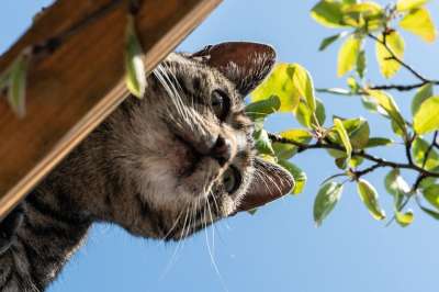 猫 自然 老虎 动物 捕食者 猫科动物 荒野 户外 宠物
