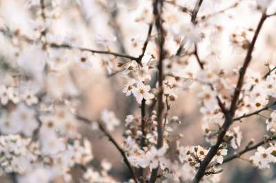 自然 花朵 白色的 樱桃 Pučanie 冰球 一颗树