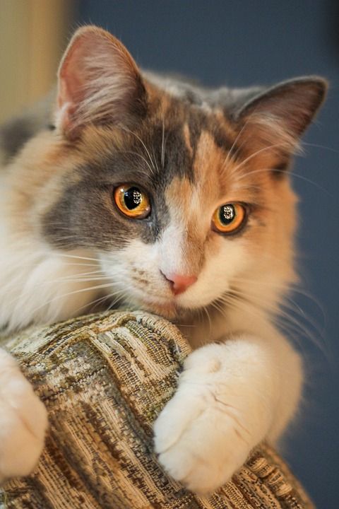 小猫 猫 眼睛 切 毛皮 宠物 肖像 动物 棕色的宠物