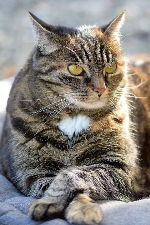 猫 鲭鱼 家畜 动物 家猫 毛皮 看法 关闭 可爱的 猫眼