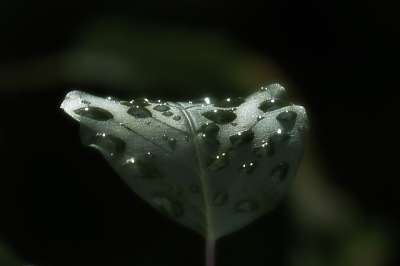 离开 清晨 雨后 喇叭花 雨滴 自然 森林 特写 秋天 黑雨