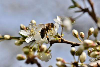 蜜蜂 昆虫 花粉 花蜜 收集 开花 梅花 李子树 授粉