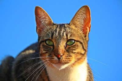 猫 小猫 鲭鱼 虎猫 家猫 大花猫