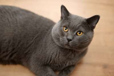 猫 英国猫 英国短毛猫 灰猫 动物 宠物