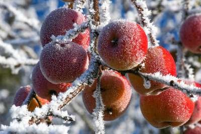 苹果 霜 冬天 冰淇淋 寒冷的 冻结 冬季景观 冰茶 雪 水果