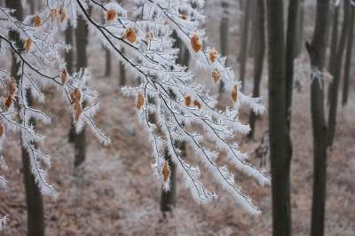 白发苍苍的雾凇 山毛榉 性质 冰皮月饼 森林 冬季 雪域景观 树木