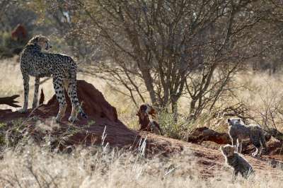 猎豹 猎豹家庭 大猫 纳米比亚 非洲 捕食者 野猫 苹果浏览器