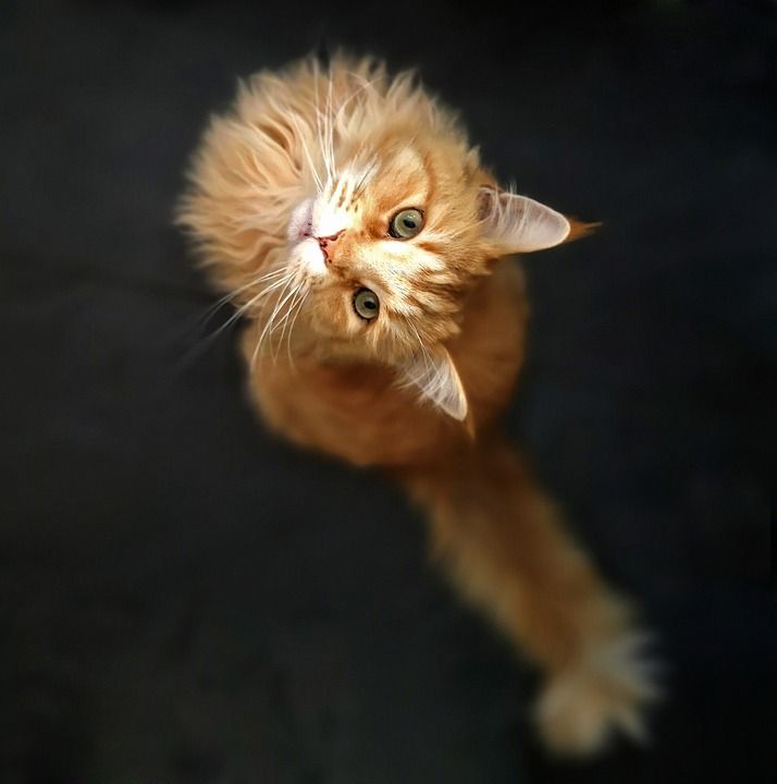 猫 宿醉 家畜 家猫 动物 猫脸 毛皮 俏皮的 猫眼 舒适