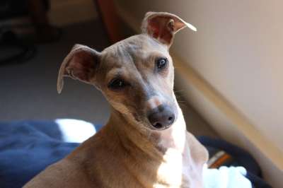 狗 意大利灵缇犬 灵缇犬 意大利语 动物 纯种 宠物 可爱的
