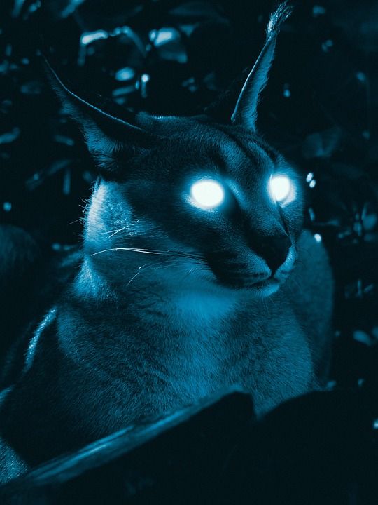 猫 猫科动物 小猫 眼睛 老虎 动物 肖像