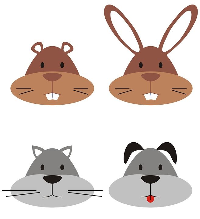 脸 狗 地鼠 动物 标志 可爱的 猫 兔子 孤立 乐趣 象征