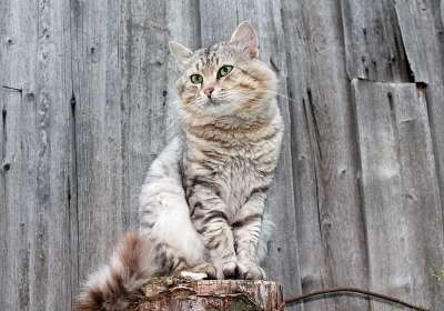猫 宠物 灰猫 毛茸茸的猫
