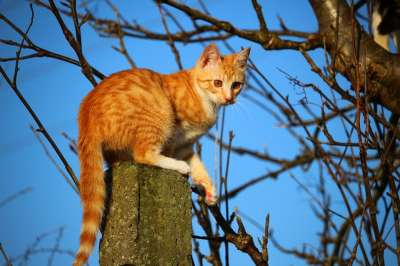 猫 小猫 鲭鱼 红虎斑 红猫 猫宝宝 邮政 年轻的猫 猫孩子