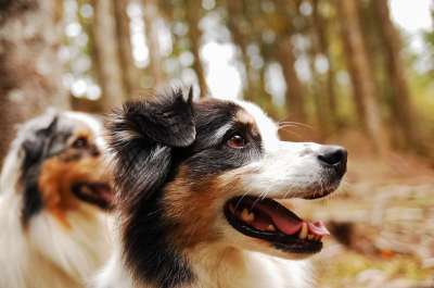 狗 伯杰 澳大利亚 澳大利亚牧羊犬 家畜 牧羊犬 动物 可爱