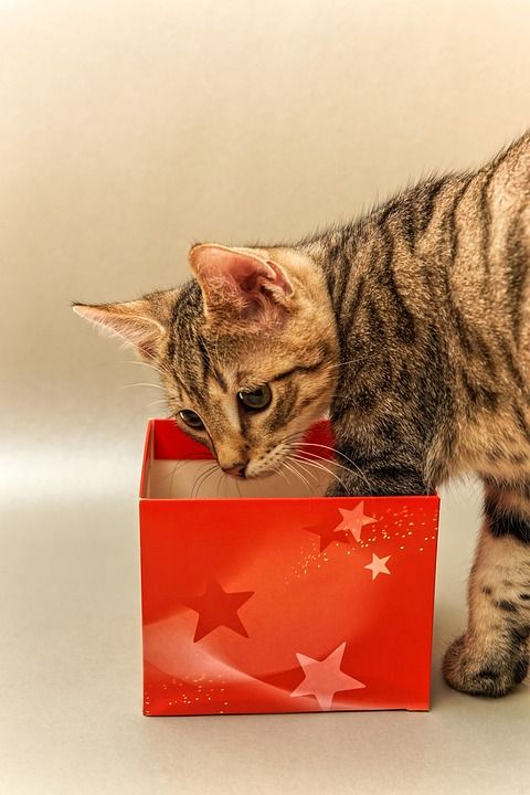 圣诞节 礼物 纸盒 红色的 猫 好奇的 鲭鱼 圣诞老人 尼古拉斯