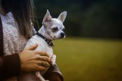 动物 犬类 奇瓦瓦州 可爱的 狗 手 宠物 小狗