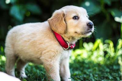 婴儿 狗 金毛猎犬