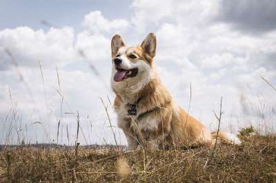 大自然壁纸 自然壁纸 高清壁纸 彭布罗克威尔士柯基犬 威尔士柯基犬
